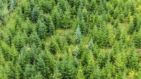 Christmas tree plantation in summer. Christmas trees grow in a coniferous forest for the coming season. Drone photo. Östringen, Baden-Württemberg, Germany