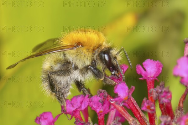 Field bumblebee (Bombus pascuorum), sucking nectar on summer lilac (Buddleja davidii), butterfly bush, in a natural environment in the wild, wildlife, nature photo, insects, bumblebees, Siegerland, North Rhine-Westphalia, Germany