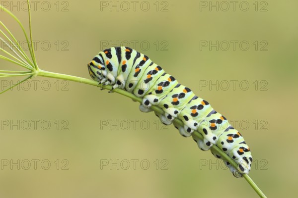 Swallowtail caterpillar (Papilio machaon), caterpillar sitting on Wild carrot (Daucus carota), Trupbacher Heide nature reserve with heathland and nutrient-poor grassland, Siegerland, North Rhine-Westphalia, Germany