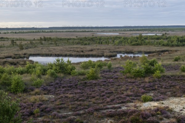 Heath landscape at sunrise, Emsland, Lower Saxony, Germany