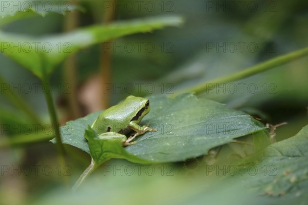 Tree frog, August, Saxony, Germany