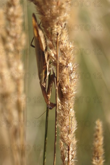 Praying mantis, August, Saxony, Germany