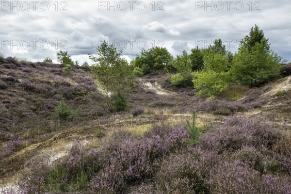 Heathland (Calluna vulgaris), Emsland, Lower Saxony, Germany