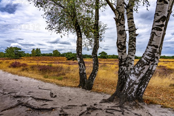 Westruper Heide, in the Hohe Mark Westmünsterland nature park Park, near Haltern am See, heather blossom, North Rhine-Westphalia, Germany