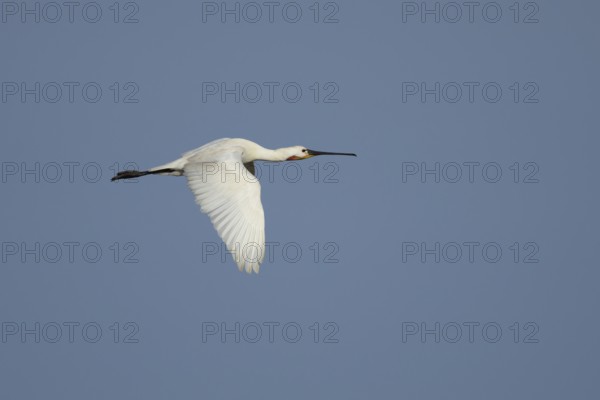 Eurasian spoonbill (Platalea leucorodia) adult bird flying in a blue sky, England, United Kingdom