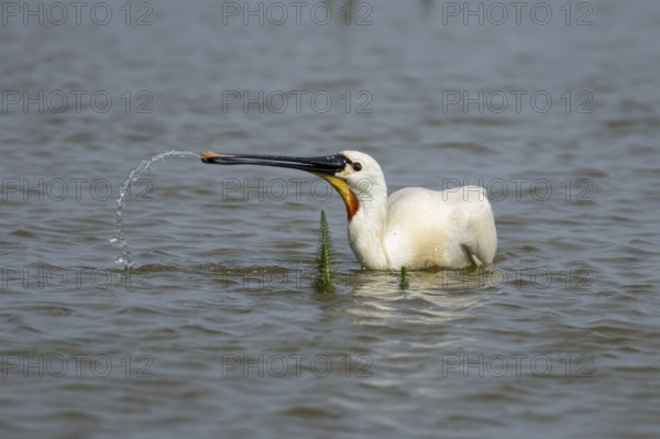 Eurasian spoonbill (Platalea leucorodia) adult bird feeding in a shallow lagoon, England, United Kingdom