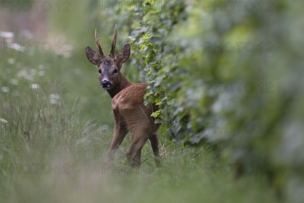 Roebuck in the rut, Biburg leaf time, Eifel Rhineland-Palatinate, Germany