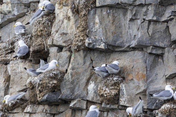 Group of kittiwakes (Rissa tridactyla) in a field wall, nesting sites, Mushamna, Spitsbergen, Svalbard