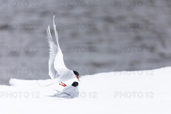Arctic Arctic Tern (Sterna paradisaea), pair feeding, bridal gift, snow, Terns (Sterninae), Muchinsonfjord, Spitsbergen, Svalbard
