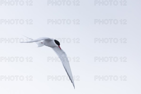 Arctic Arctic Tern (Sterna paradisaea) in a shaking flight to catch fish, Terns (Sterninae), Muchinsonfjord, Spitsbergen, Svalbard
