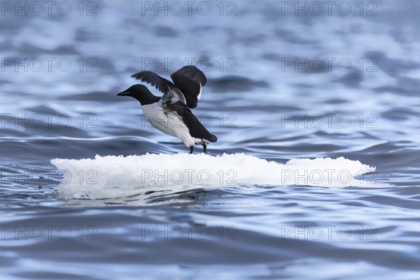 Thick-billed guillemot (Uria lomvia) on an ice floe, sea, water, alcids (Alcidae), Alkefjellet, Spitsbergen, Svalbard