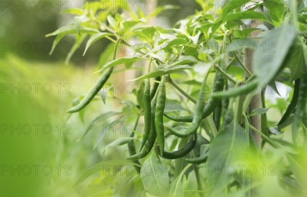 Green chili peppers hanging from a plant with vibrant foliage in a natural setting, Sreepur, Gazipur, Bangladesh
