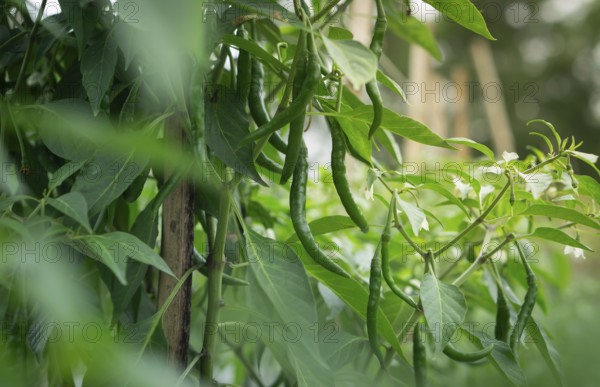 Chili plant with green peppers extending from lush leaves in outdoor environment, Sreepur, Gazipur, Bangladesh