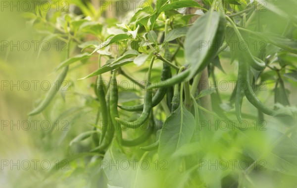 Close-up of green chilies growing on a plant with lush leaves in a garden, Sreepur, Gazipur, Bangladesh