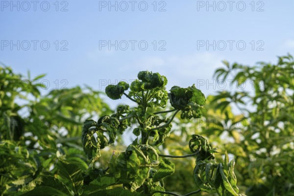 Jute tree plants with curled leaves under a clear blue sky in a sunny natural setting, Sreepur, Gazipur, Bangladesh