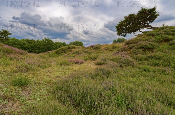 Ripple-crowned dune area in the Schleswig-Holstein municipality of Jörl. The nature reserve Düne am Rimmelsberg is an FFH area, overgrown with heather and juniper. Rimmelsberg, Jörl, Schleswig-Holstein, Germany