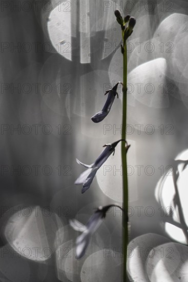 Water lobelia (Lobelia dortmanna), Emsland, Lower Saxony, Germany