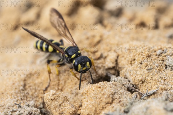 Digger wasp (Gorytes laticinctus), Emsland, Lower Saxony, Germany