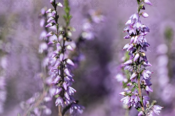 Heather (Calluna vulgaris), Emsland, Lower Saxony, Germany