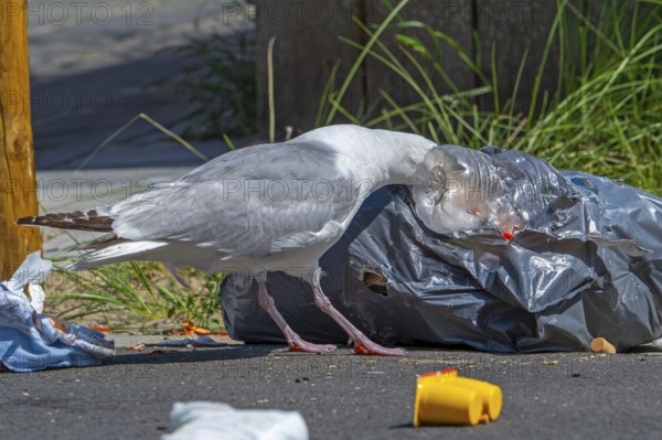 Bird nuisance by herring gull tearing up rubbish bag and feeding on trash, household refuse and garbage leaving a mess on street in coastal town