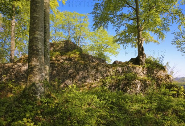 Ruin of Alter Lichtenstein near Lichtenstein Castle, eaves of the Swabian Alb, trees, deciduous forest, Honau, municipality of Lichtenstein, Baden-Württemberg, Germany