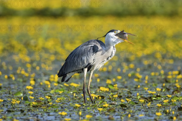 Grey heron (Ardea cinerea) amidst flowering sea pots (Nymphoides peltata) Hungary
