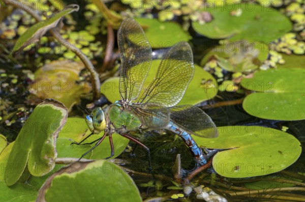 Emperor dragonfly, blue emperor (Anax imperator, Anax formosa) female with blue abdomen laying eggs in water of brook in summer