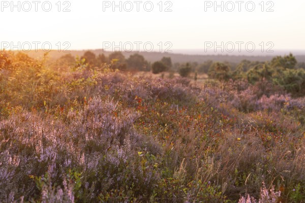 Beautiful sunset over the blooming heath on Wilseder Berg, Lüneburg Heath