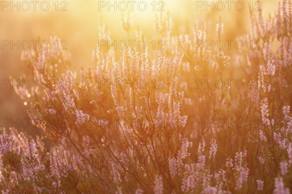 Bell heather (Erica tetralix) in the Lüneburg Heath in the yellow-red morning light at sunrise