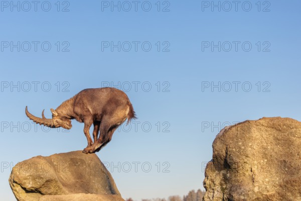 A male ibex (Capra ibex) leaps from rock to rock in the warm evening light. A blue sky can be seen in the background. Carinthia, Austria
