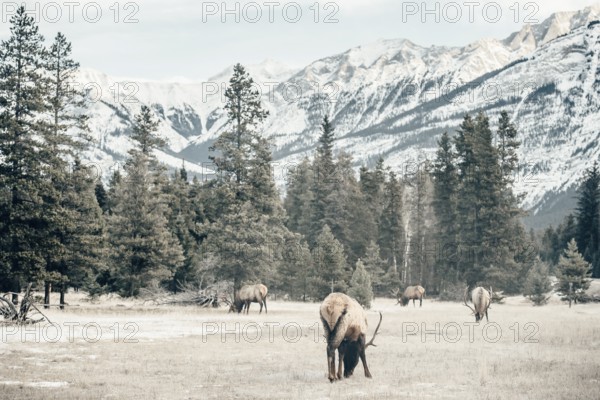 Wildlife on a winter road trip on the Icefields Parkway with lots of snow and ice, Banff National Park, Jasper National Park, Alberta, Canada