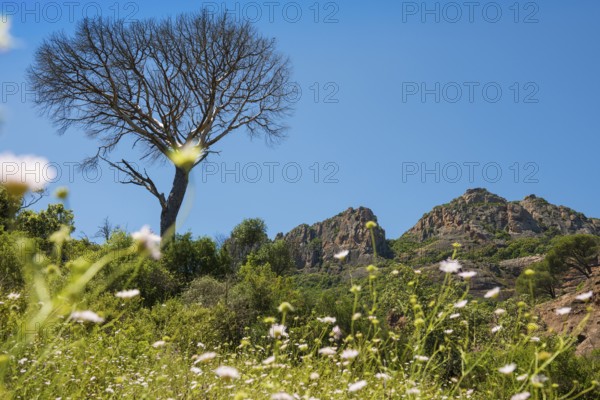 Rocher du roquebrune, Roquebrune-sur-Argens, near Saint-Raphaël, Massif de l'Esterel, Esterel Mountains, Département Var, Cote d'Azur, Provence-Alpes-Côte d'Azur, France