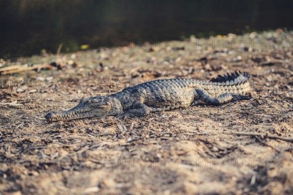 Special light atmosphere with crocodile in the outback in Windjana Gorge National Park in Australia