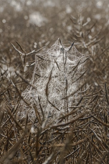 Spider webs with dewdrops on rape field in backlight, illuminated by morning sun, Liederbach, Dillendorf, Rhineland-Palatinate, Germany
