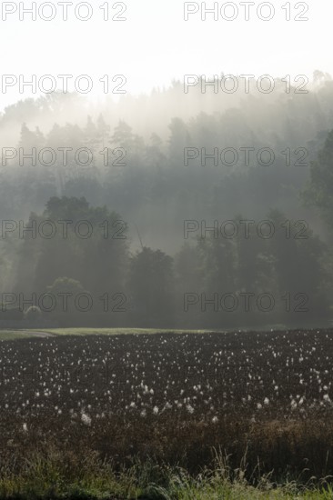 Spider webs with dewdrops on rape field in backlight, illuminated by sun through early morning fog behind mountain ridge with tree silhouettes, Liederbach, Dillendorf, Rhineland-Palatinate, Germany