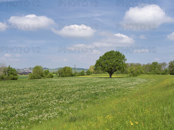 English oak (Quercus robur), leaf budding in front of a blue cloudy sky, Freiamt, Canton Aargau, Switzerland