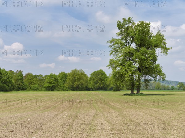 A group of English oaks (Quercus robur), standing in a field during leaf emergence, Siebeneichen nature reserve, Freiamt, Canton Aargau, Switzerland