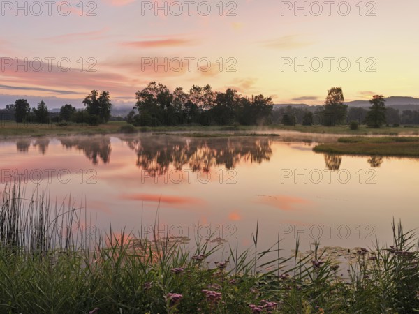 Morning atmosphere at a pond in the Schoren nature reserve, Mühlau, Freiamt, Canton Aargau, Switzerland
