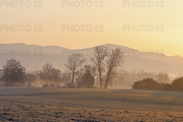Meadows and trees in the early morning mist in the light of the rising sun, Reusstal, Aristau, Freiamt, Canton Aargau, Switzerland