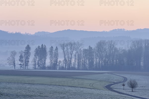 Meadows and trees in the early morning mist in the light of dawn, Reusstal, Aristau, Freiamt, Canton Aargau, Switzerland