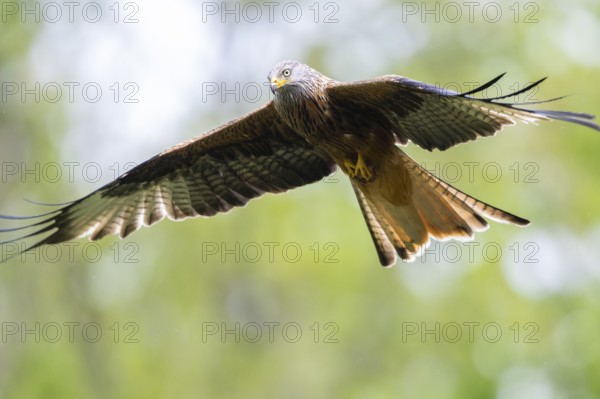Red kite (Milvus milvus) flying in a forest in early summer, Bavaria, Germany