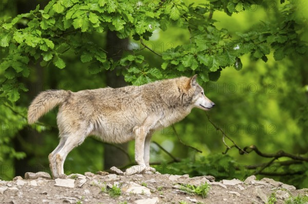 Eastern wolf (Canis lupus lycaon) standing on a little hill, Bavaria, Germany