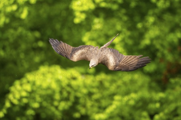 Black kite (Milvus migrans) flying in a forest in early summer, Bavaria, Germany