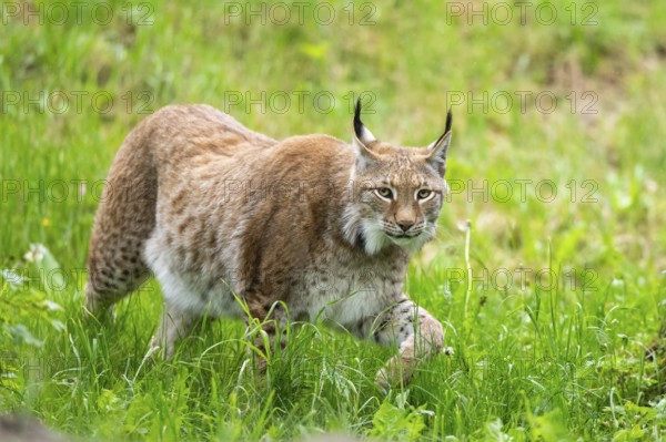 Eurasian lynx (Lynx lynx) walking in the grass, Bavaria, Germany
