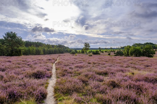 Ellerndorfer Heide, broom heather blossom, Südheide, Lüneburg Heath, near Eimke, Lower Saxony, Germany