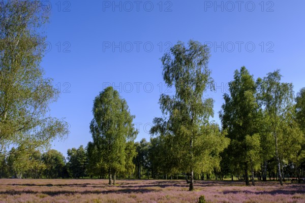 Broom heather blossom, Nemitzer Heide, Wendland-Elbe nature park Park, Lower Saxony, Germany