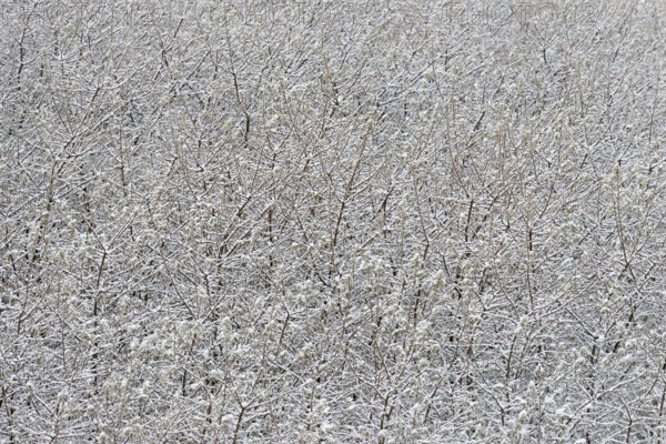 Winter day, onset of winter, snow lies on the bushes in the dune landscape of Norddeich, North Sea, Lower Saxony, Germany