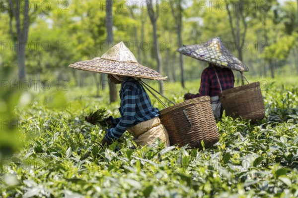 Tea estate workers plucking tea leafs using umbrellas at a tea estate during a hot summer day, in Numaligarh, India on June 12, 2025