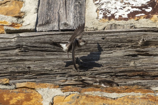 House martins fly lively in front of old house facade