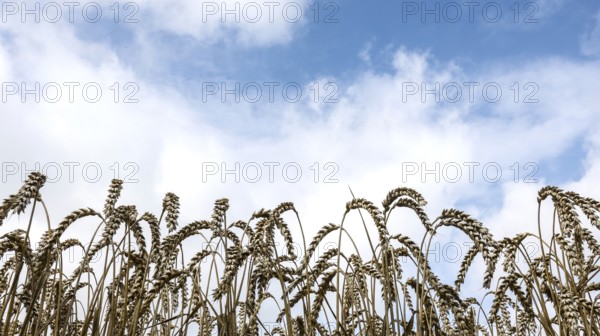 Wheat with ripe ears, Naumburg, 26.07.2025